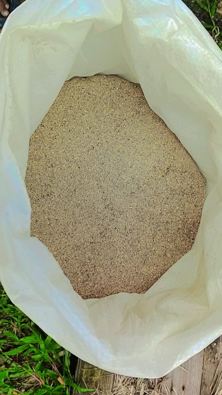 Fish ikan stater ( ikan killi)